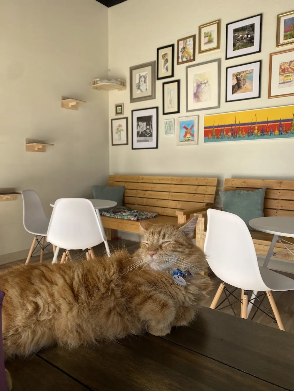 Hunter's Kitten Lounge - cat cafe in Tucson