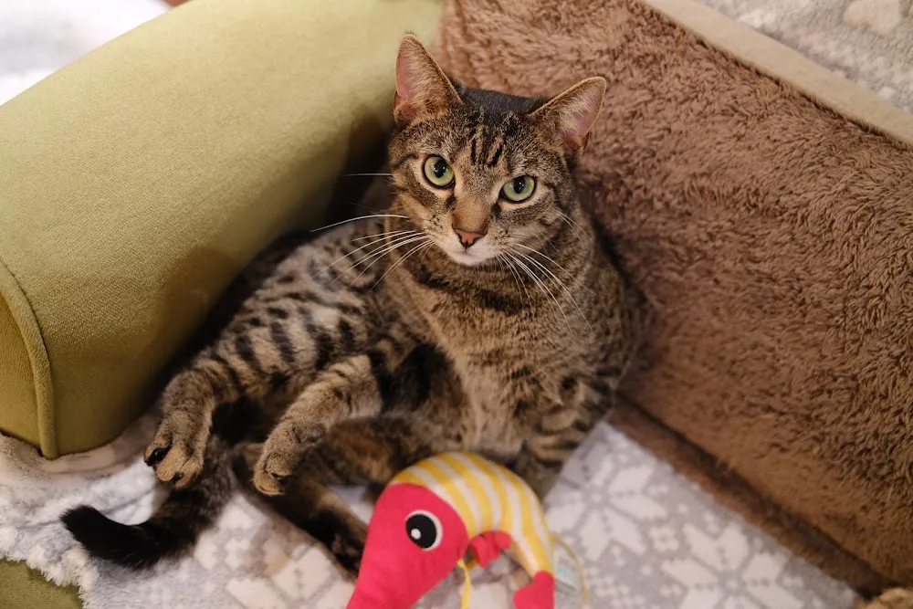 Jackson's Rescue Cat Cafe cat cafe in Hoylake - atmosphere