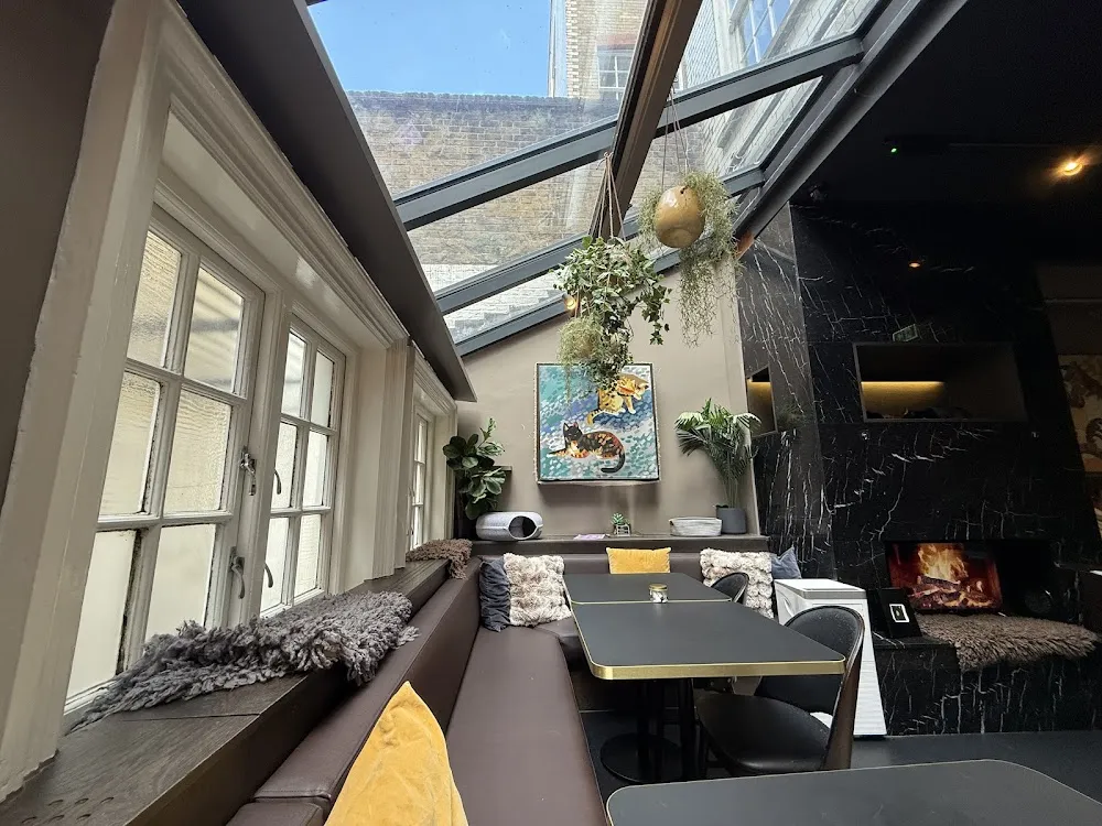 Java Whiskers Cat Café Marylebone cat cafe in London - cats