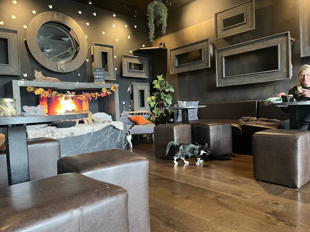 Java Whiskers Cat Café White City cat cafe in London - cats