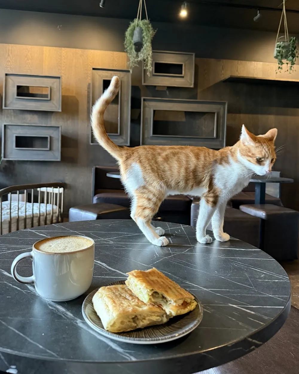 Java Whiskers Cat Café White City cat cafe in London - atmosphere