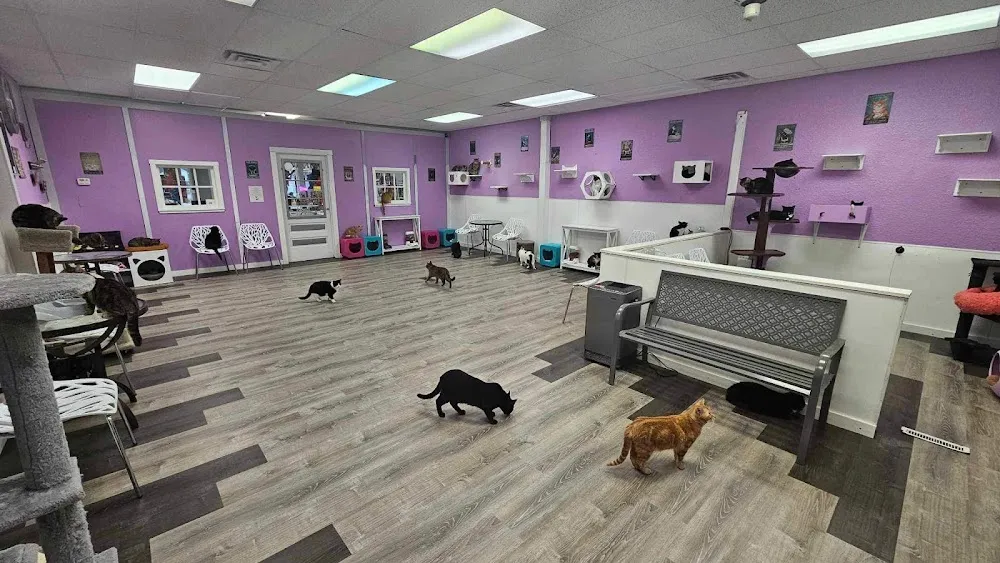 Karma Kat Cafe & Rescue cat cafe in Mount Pleasant - interior