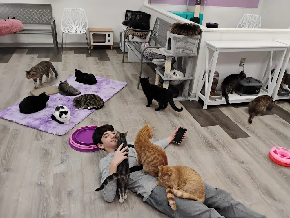 Karma Kat Cafe & Rescue cat cafe in Mount Pleasant - cats