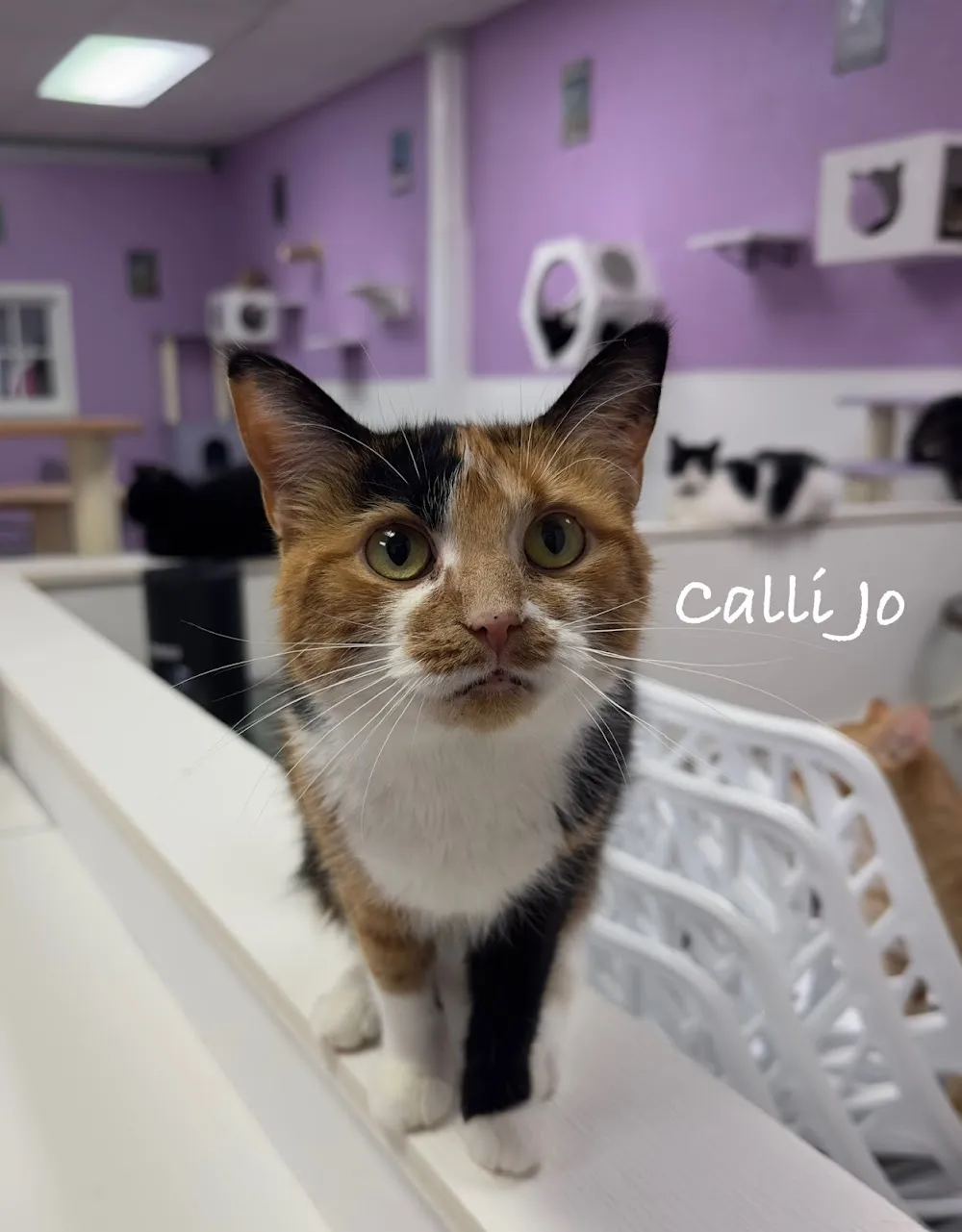 Karma Kat Cafe & Rescue cat cafe in Mount Pleasant - atmosphere