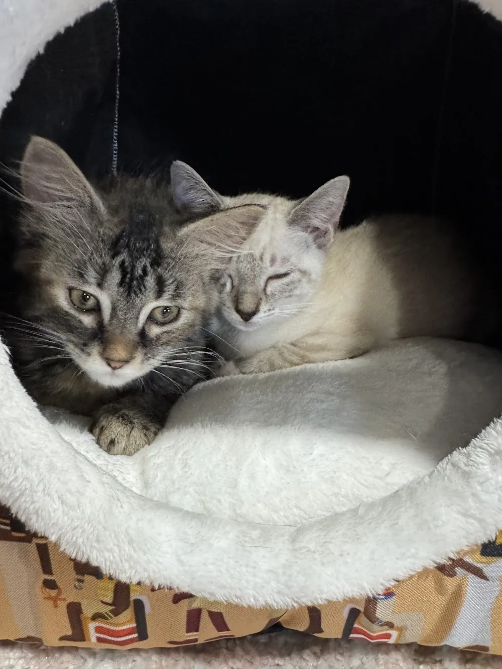 Katy's Cat Cafe cat cafe in Sarasota - cats