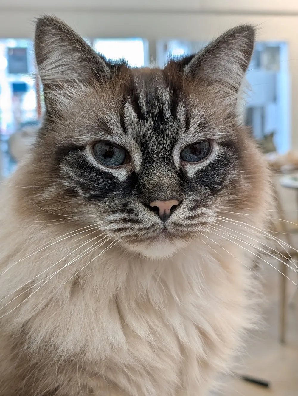 KitTea Cat Lounge cat cafe in San Francisco - cats