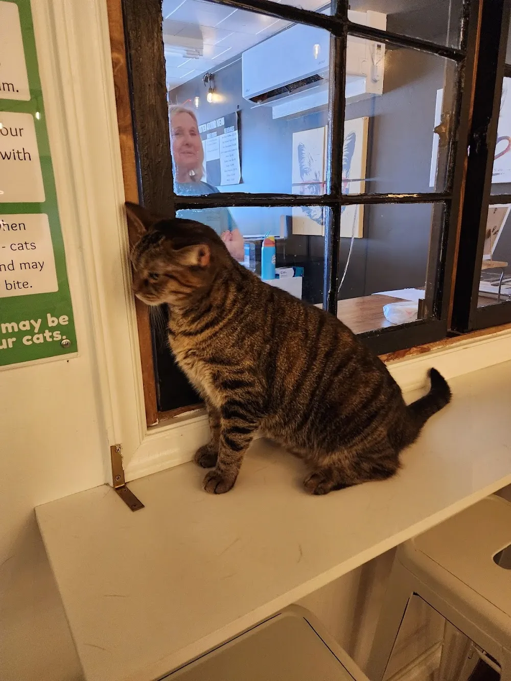 Kitten Around Cat Lounge cat cafe in Carthage - atmosphere