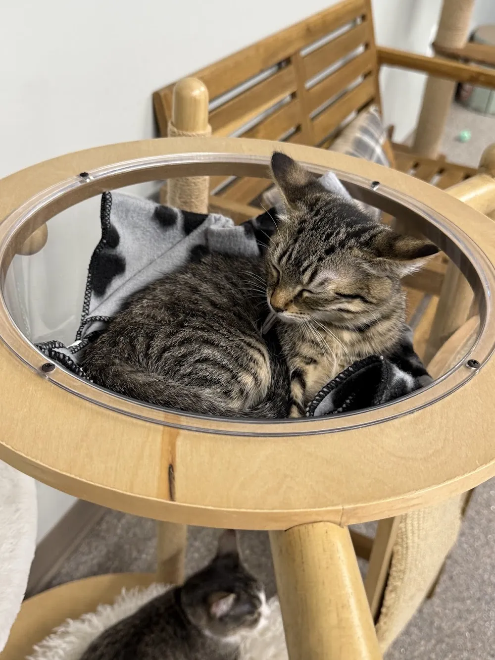 Kitt's Café & Gandalf's Garden cat cafe in Blandon - atmosphere