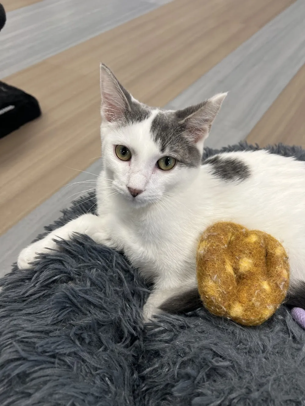 Kitty Brew Cat Café cat cafe in Mason - interior