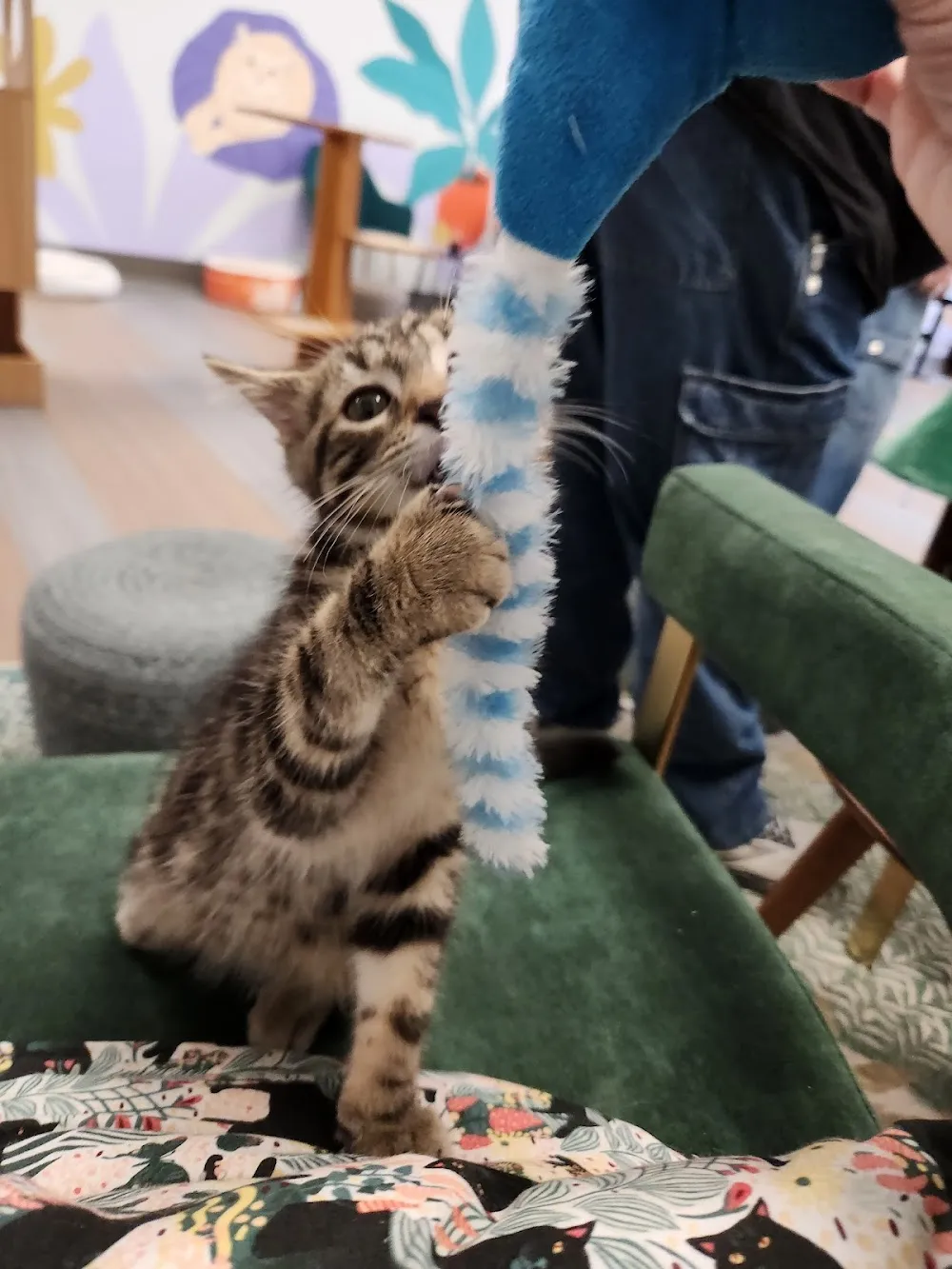 Kitty Brew Cat Café cat cafe in Mason - cats