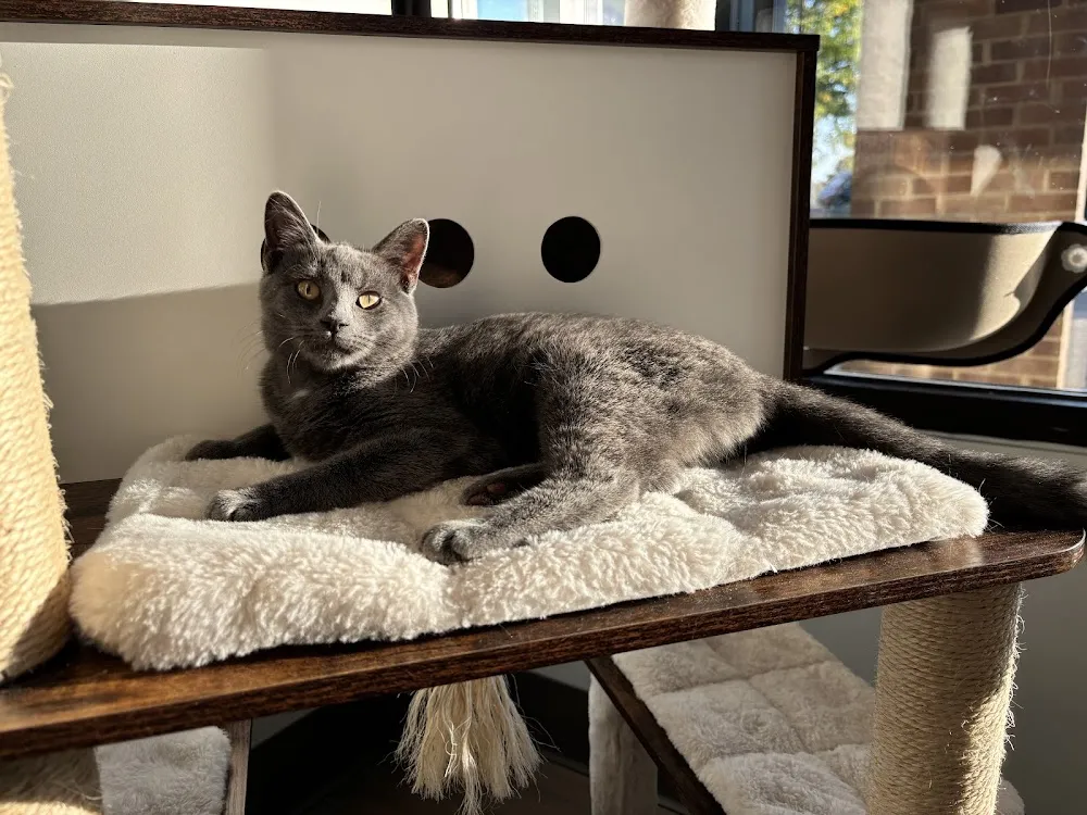 Kitty Brew Cat Café cat cafe in Mason - atmosphere