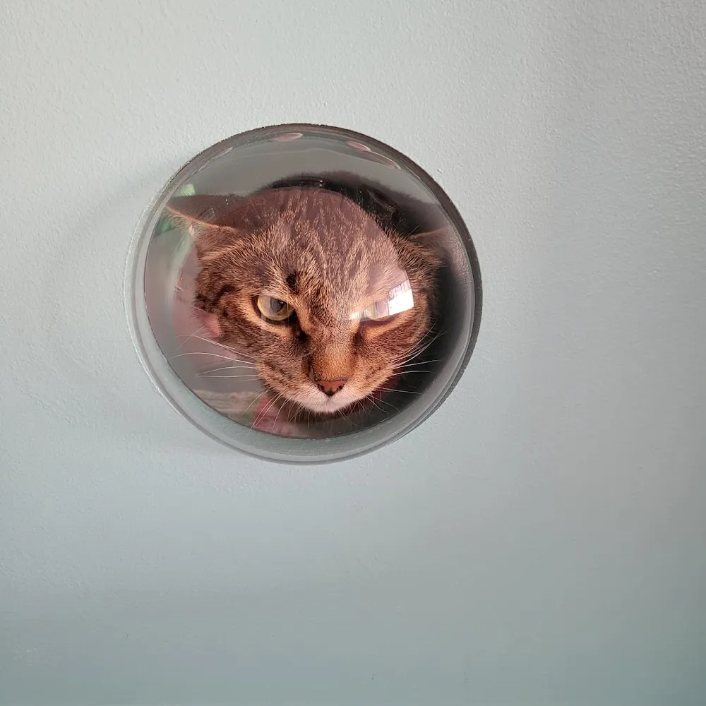 Kitty Bubble Cafe & Bar cat cafe in Columbus - cats