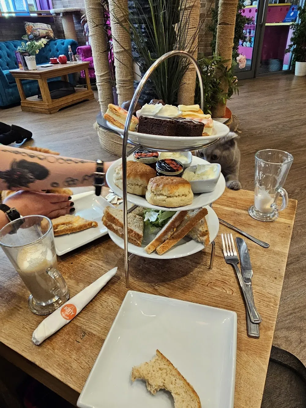 Kitty Cafe cat cafe in Leeds - cats