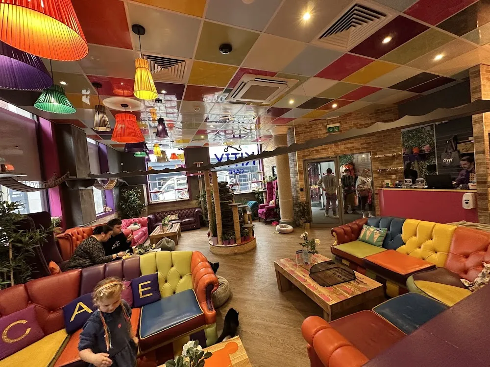 Kitty Cafe cat cafe in Leeds - atmosphere