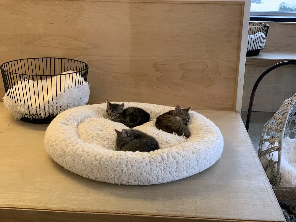 Kitty Cantina cat cafe in Spokane - cats