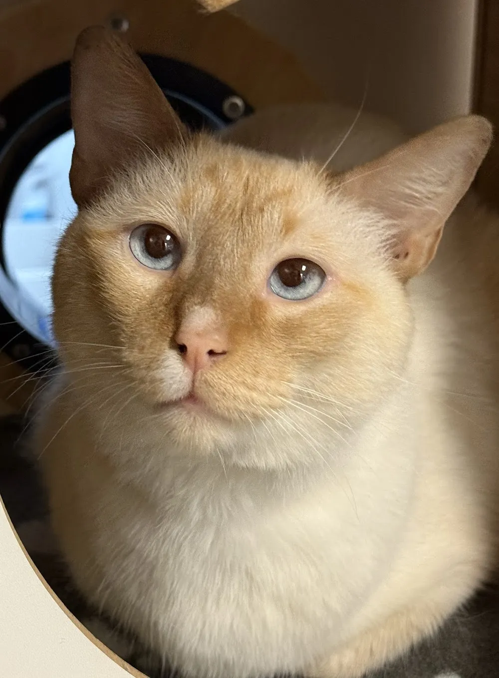 Kitty Cat Cafe and Adoption Lounge Inc cat cafe in Peabody - interior