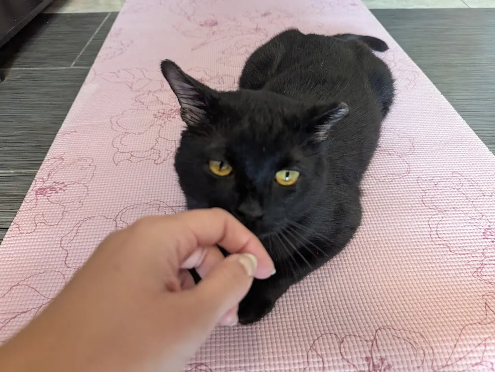 Kitty Cat Cafe and Adoption Lounge Inc cat cafe in Peabody - cats