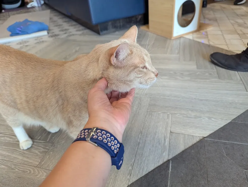 Kitty Cat Cafe and Adoption Lounge Inc cat cafe in Peabody - atmosphere