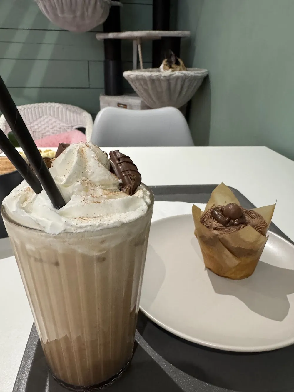 Kitty Cat Cafe cat cafe in Ayr - cats