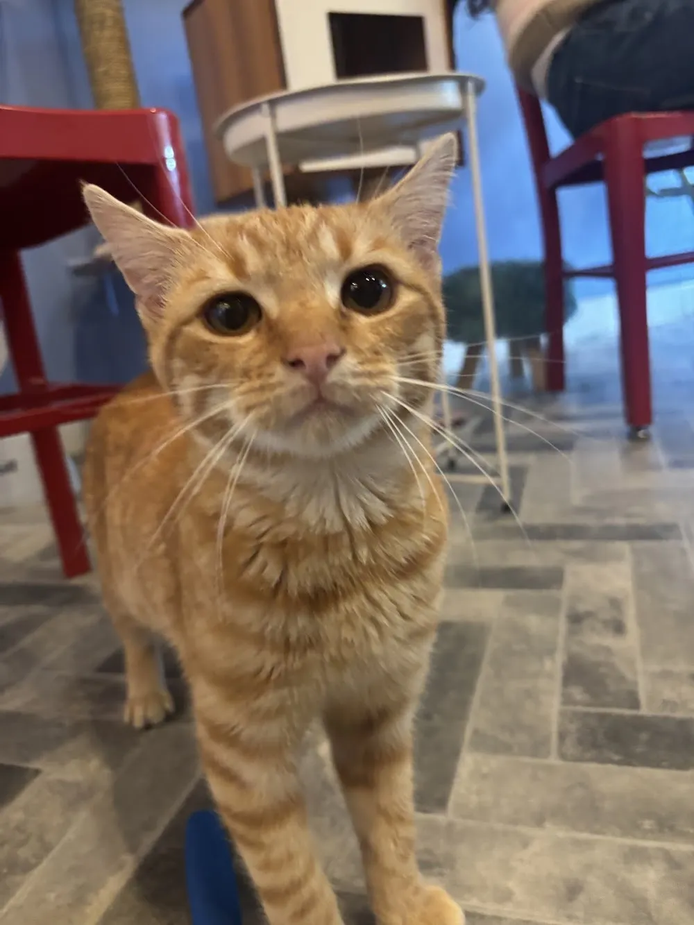 Kitty City Cat Cafe cat cafe in Roanoke - interior