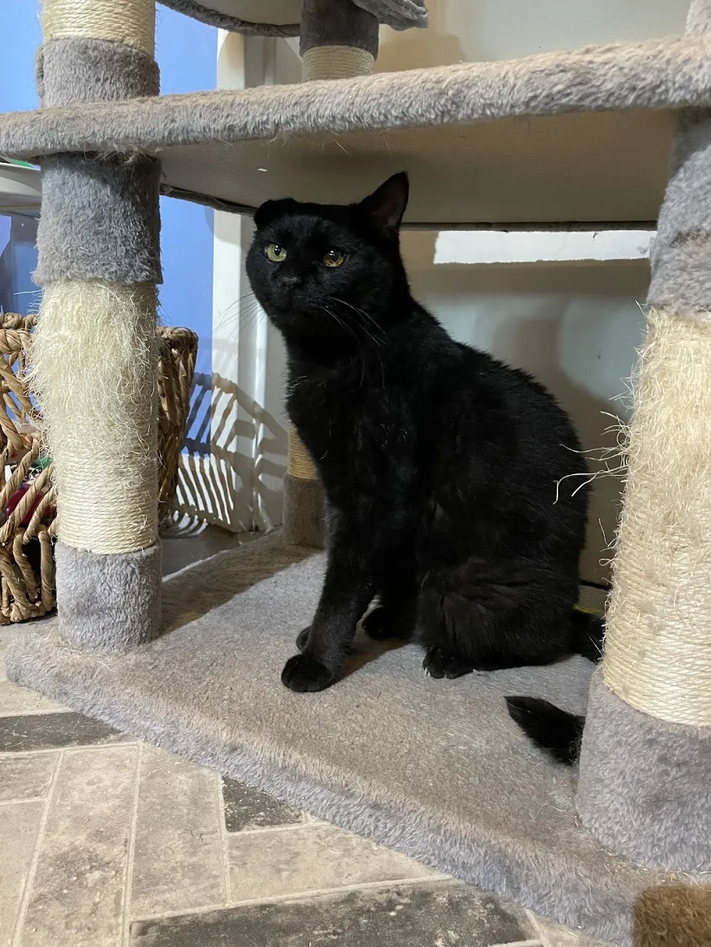 Kitty City Cat Cafe cat cafe in Roanoke - atmosphere