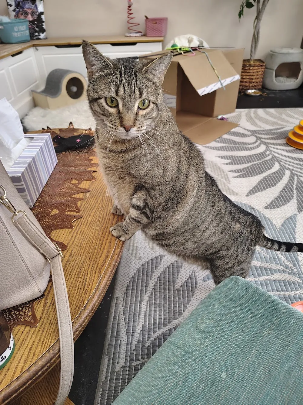 Kitty Corner Café - cat cafe in Billings