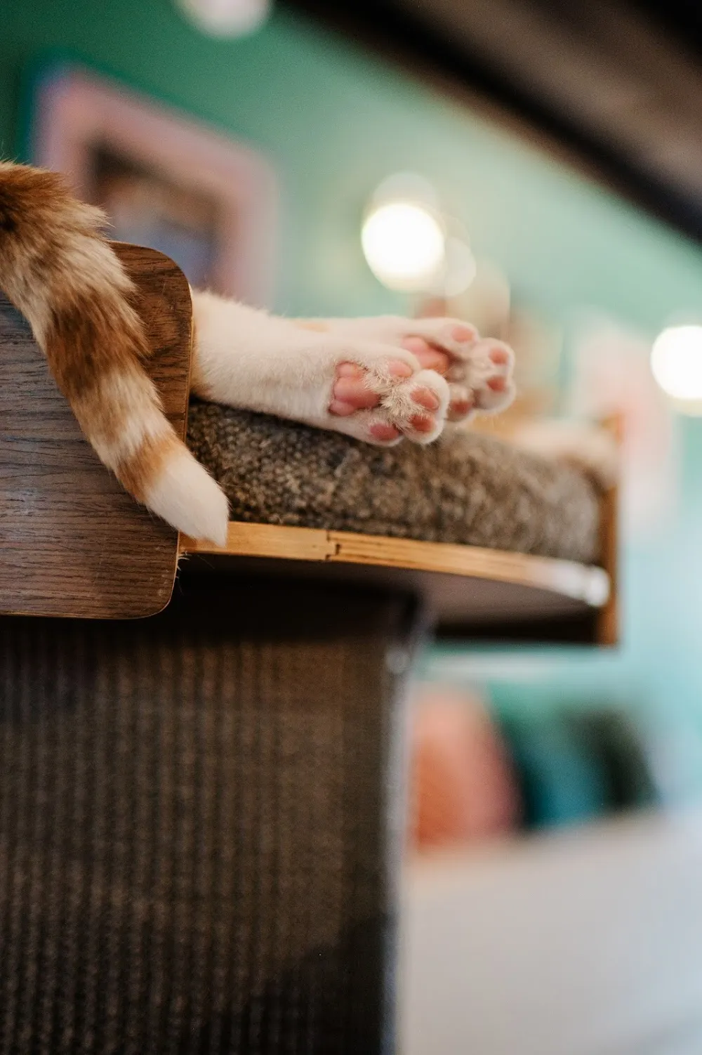 Kitty Corner Social Club cat cafe in Iowa City - cats