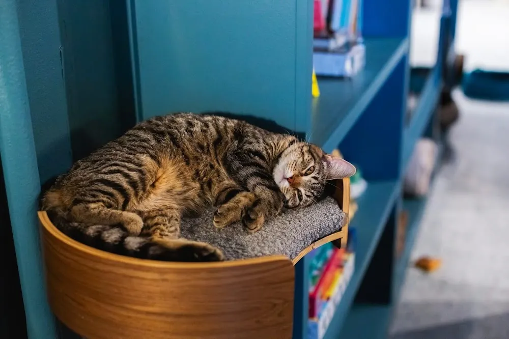 Kitty Corner Social Club cat cafe in Iowa City - atmosphere