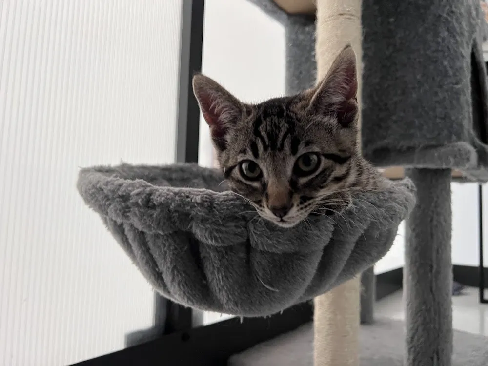 Kitty Kisses Cat Café - Tickets Required cat cafe in Reno - cats