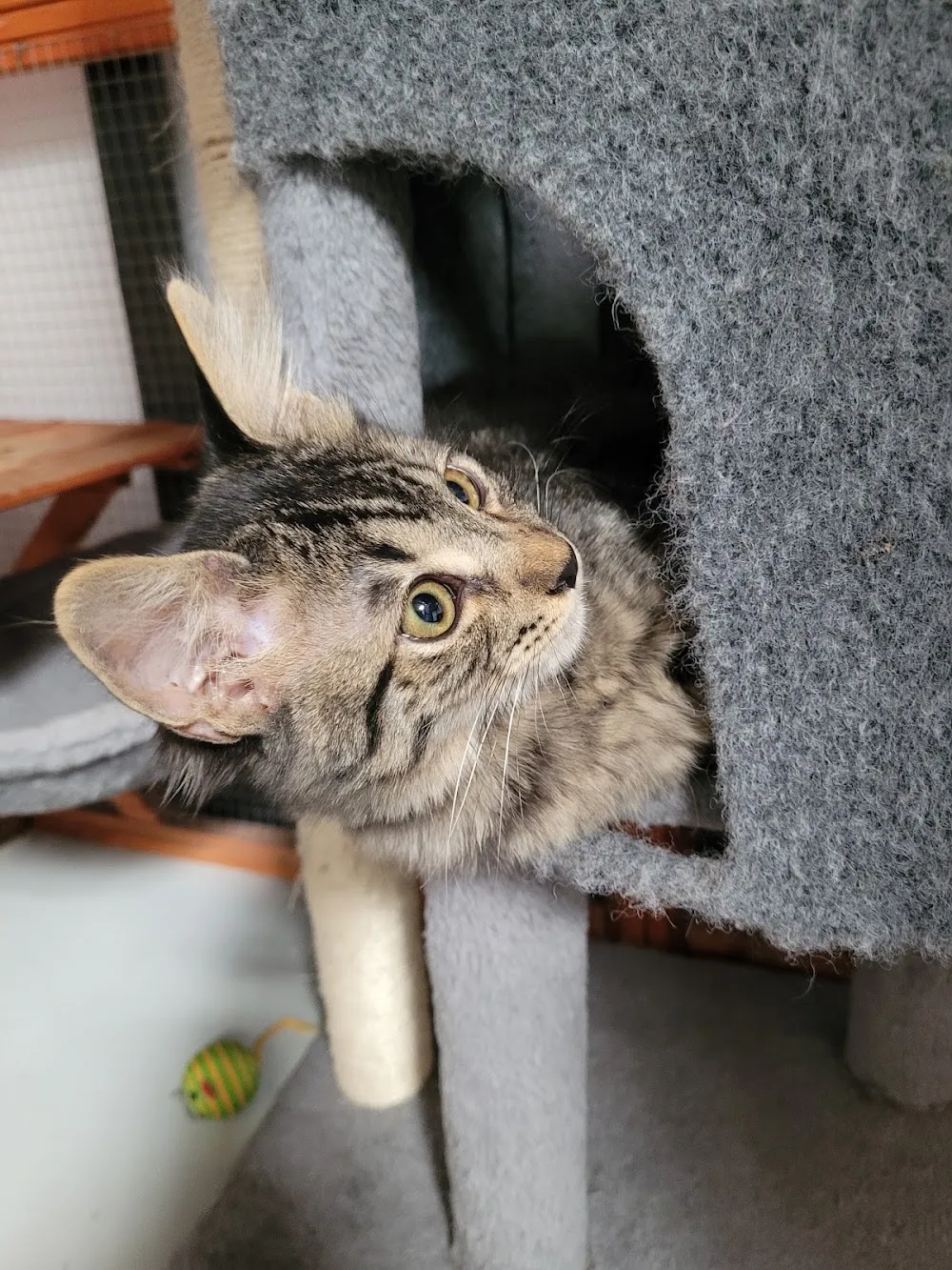 Kitty Kisses Cat Café - Tickets Required cat cafe in Reno - atmosphere