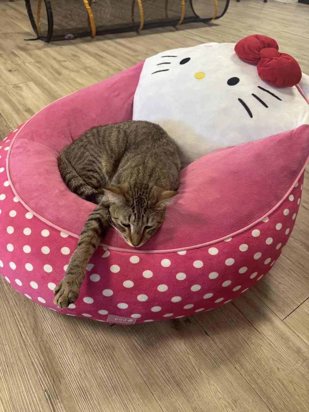 Kitty Pause Kitty Café cat cafe in Mesa - cats