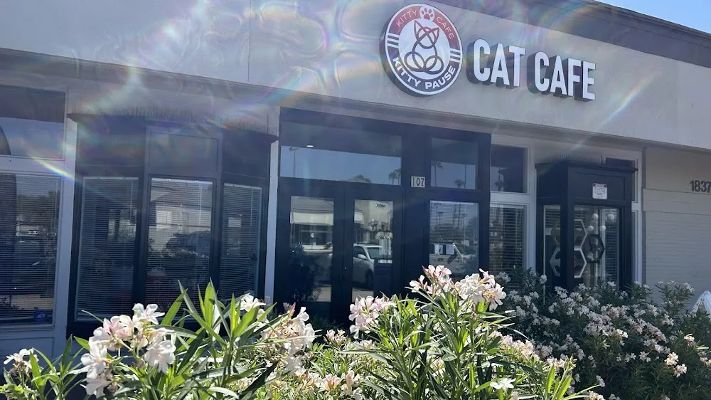 Kitty Pause Kitty Café cat cafe in Mesa - atmosphere