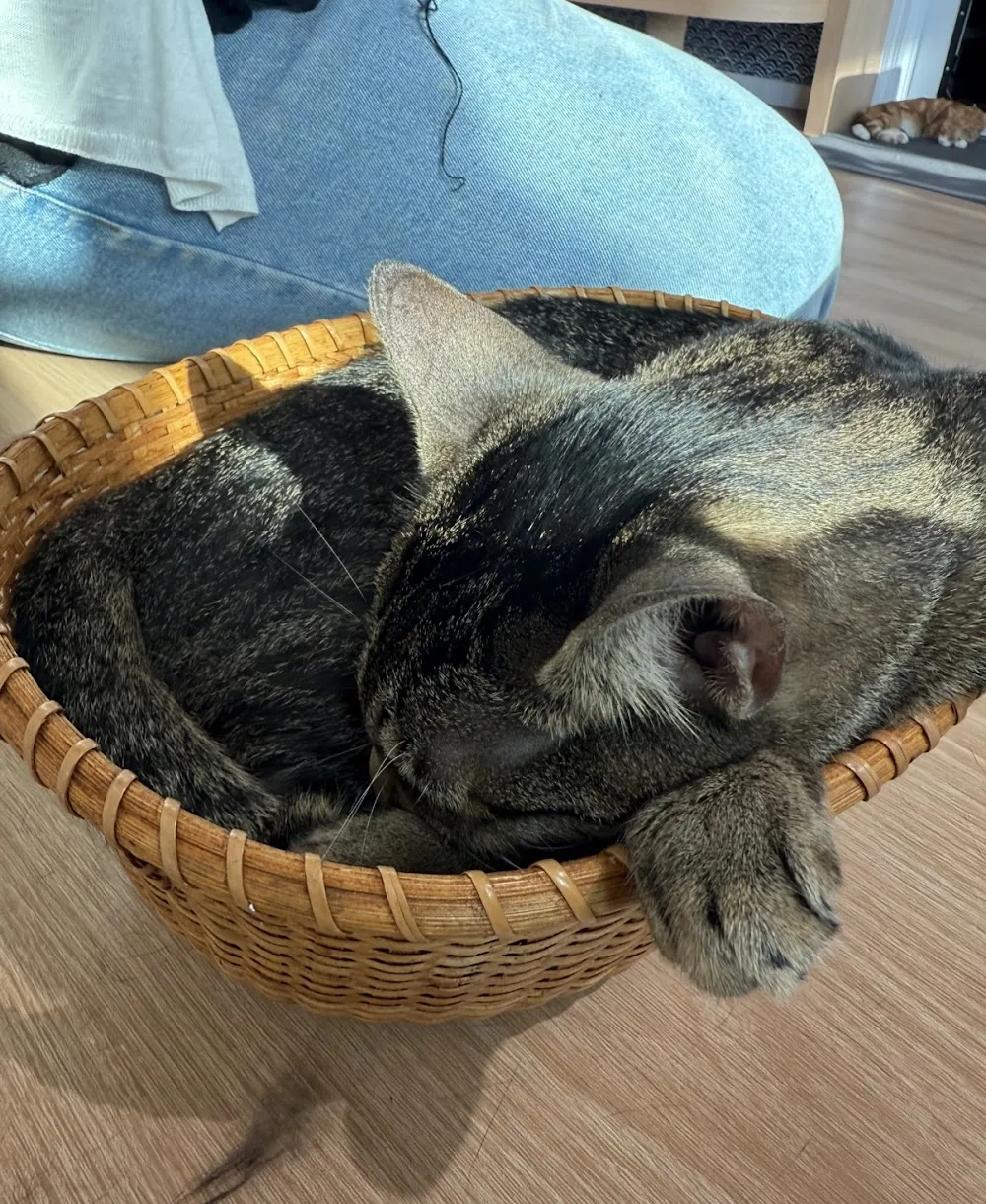 Kokoro Cat Café cat cafe in Flushing - interior