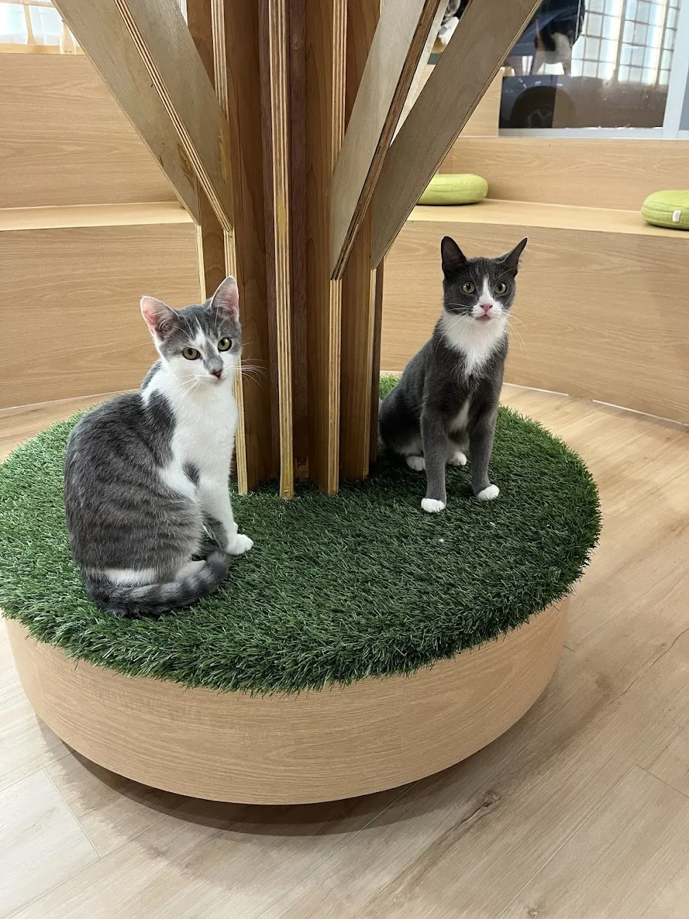 Kokoro Cat Café cat cafe in Flushing - cats
