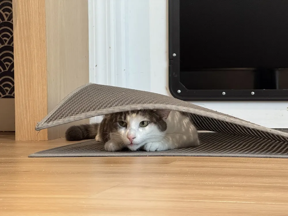 Kokoro Cat Café cat cafe in Flushing - atmosphere