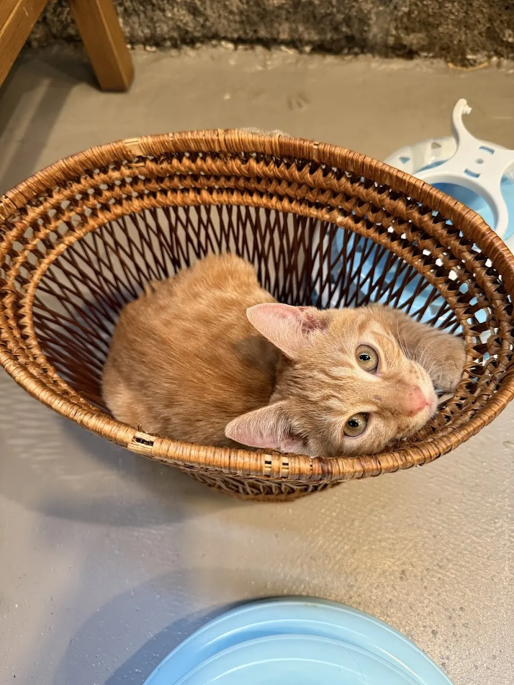 Kona Kat Cafe cat cafe in Kailua-Kona - cats