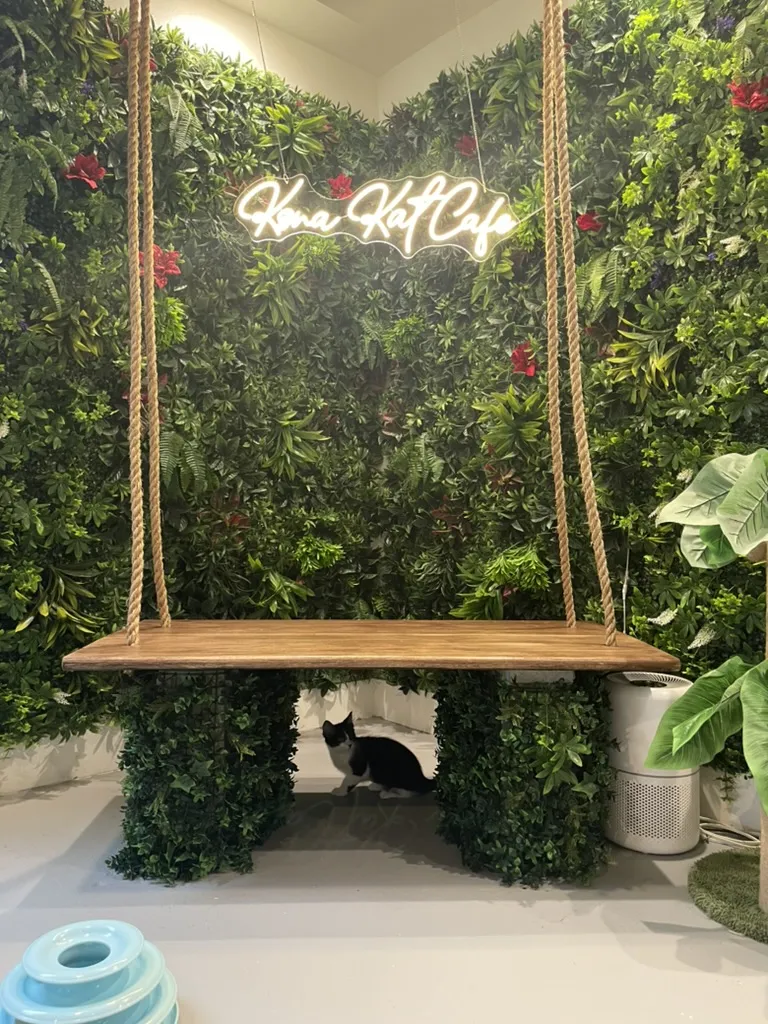 Kona Kat Cafe cat cafe in Kailua-Kona - atmosphere
