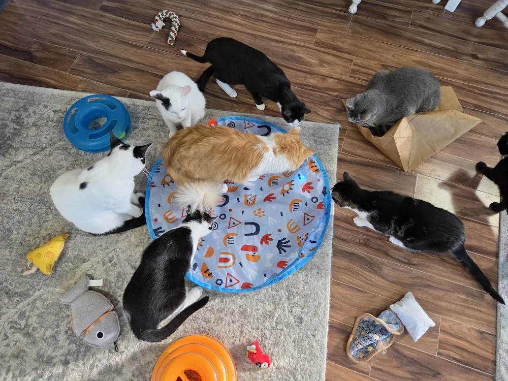 Kzoo Cat Cafe and Rescue cat cafe in Kalamazoo - interior