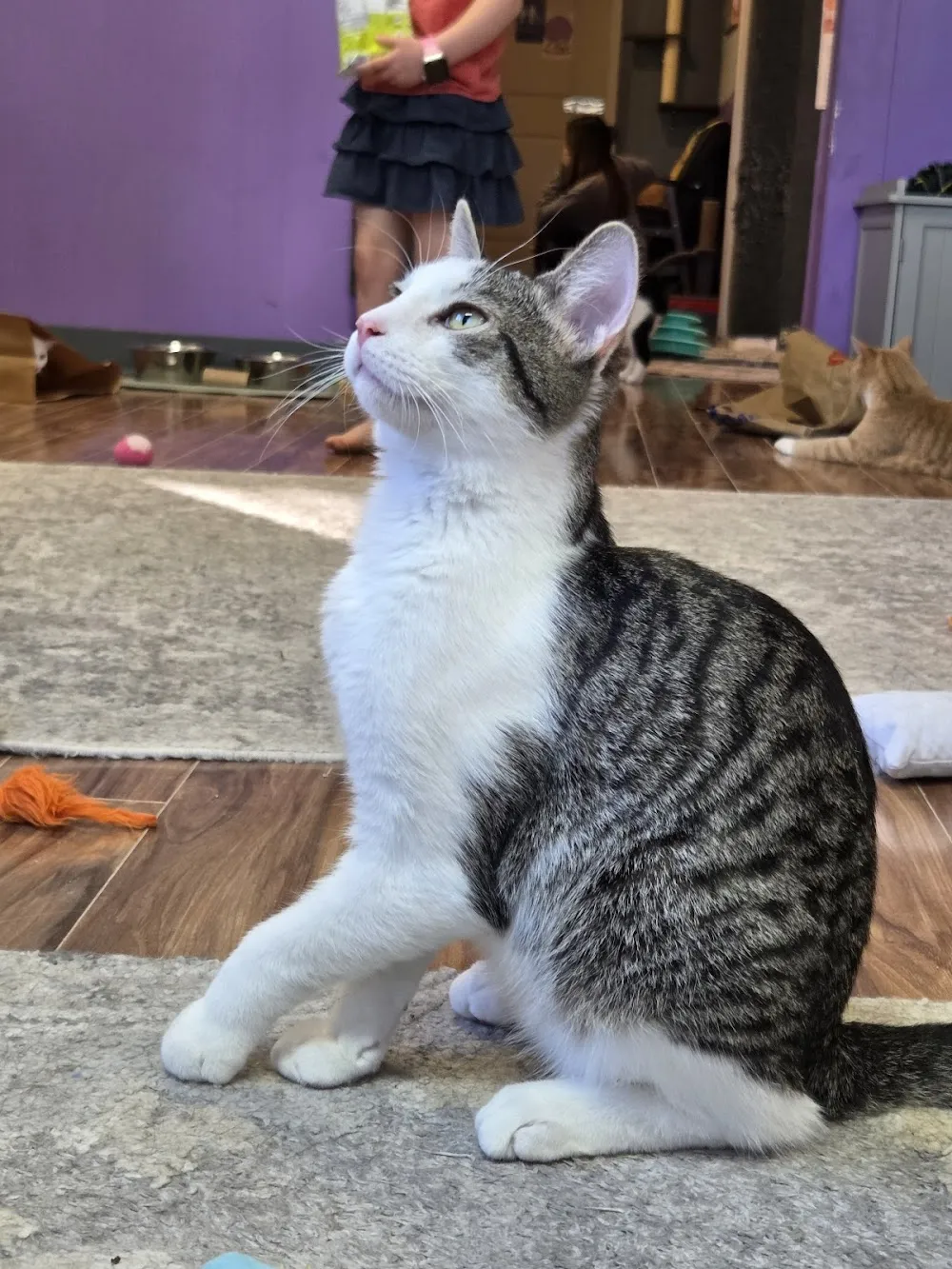 Kzoo Cat Cafe and Rescue cat cafe in Kalamazoo - cats