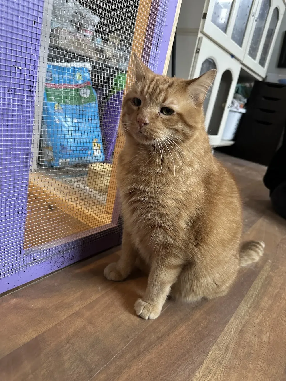 Kzoo Cat Cafe and Rescue cat cafe in Kalamazoo - atmosphere