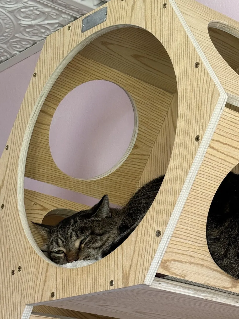 LanCATster Cat Cafe cat cafe in Lancaster - atmosphere