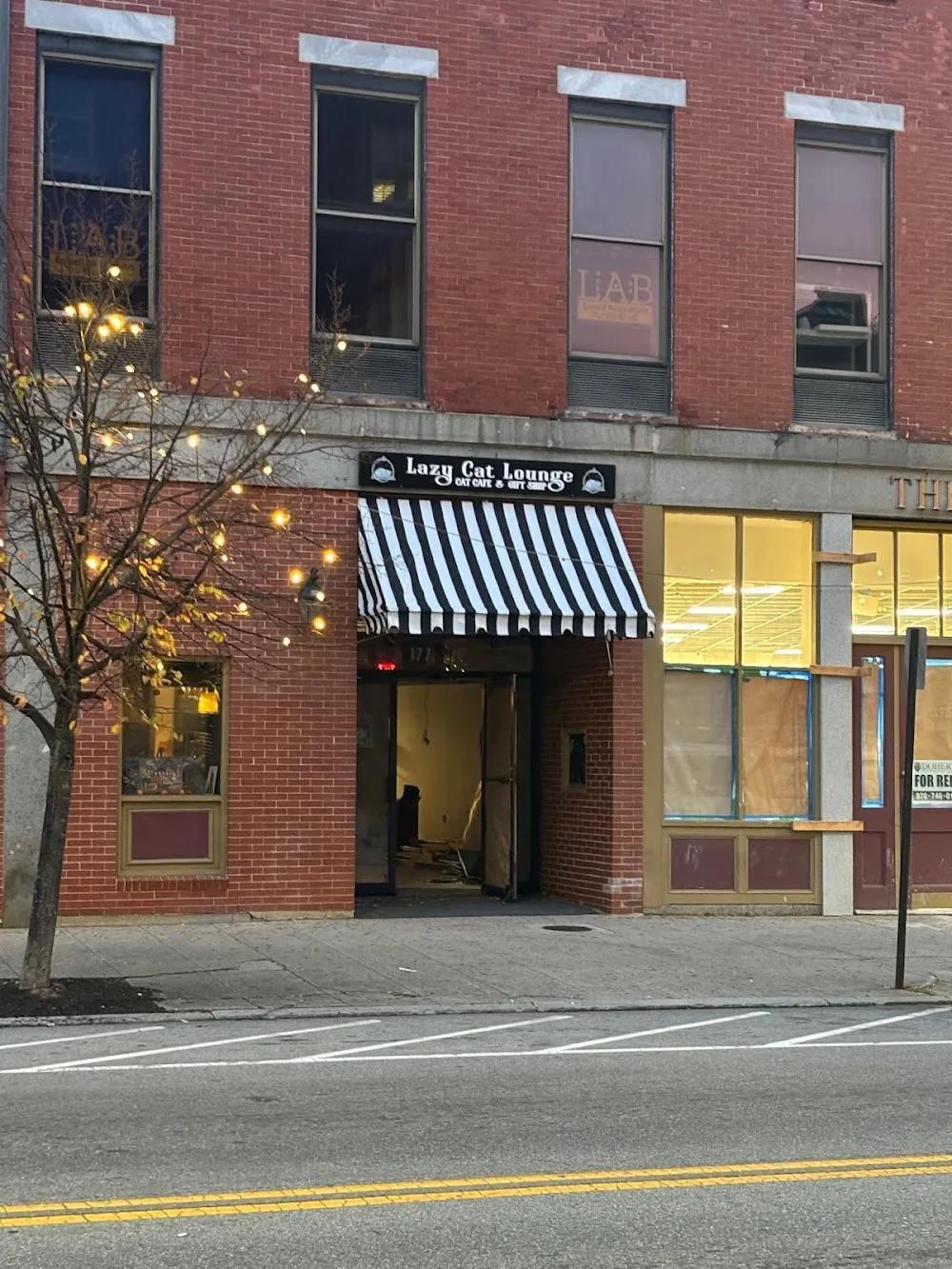 Lazy Cat Lounge, Lowell, MA cat cafe in Lowell - interior