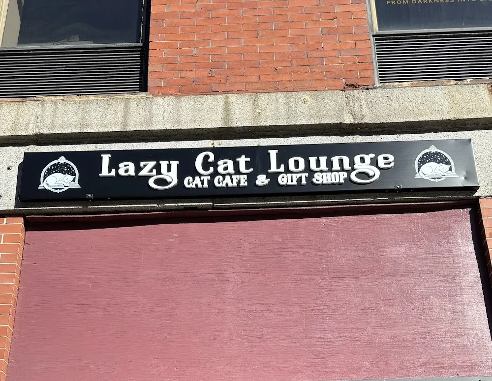Lazy Cat Lounge, Lowell, MA cat cafe in Lowell - cats