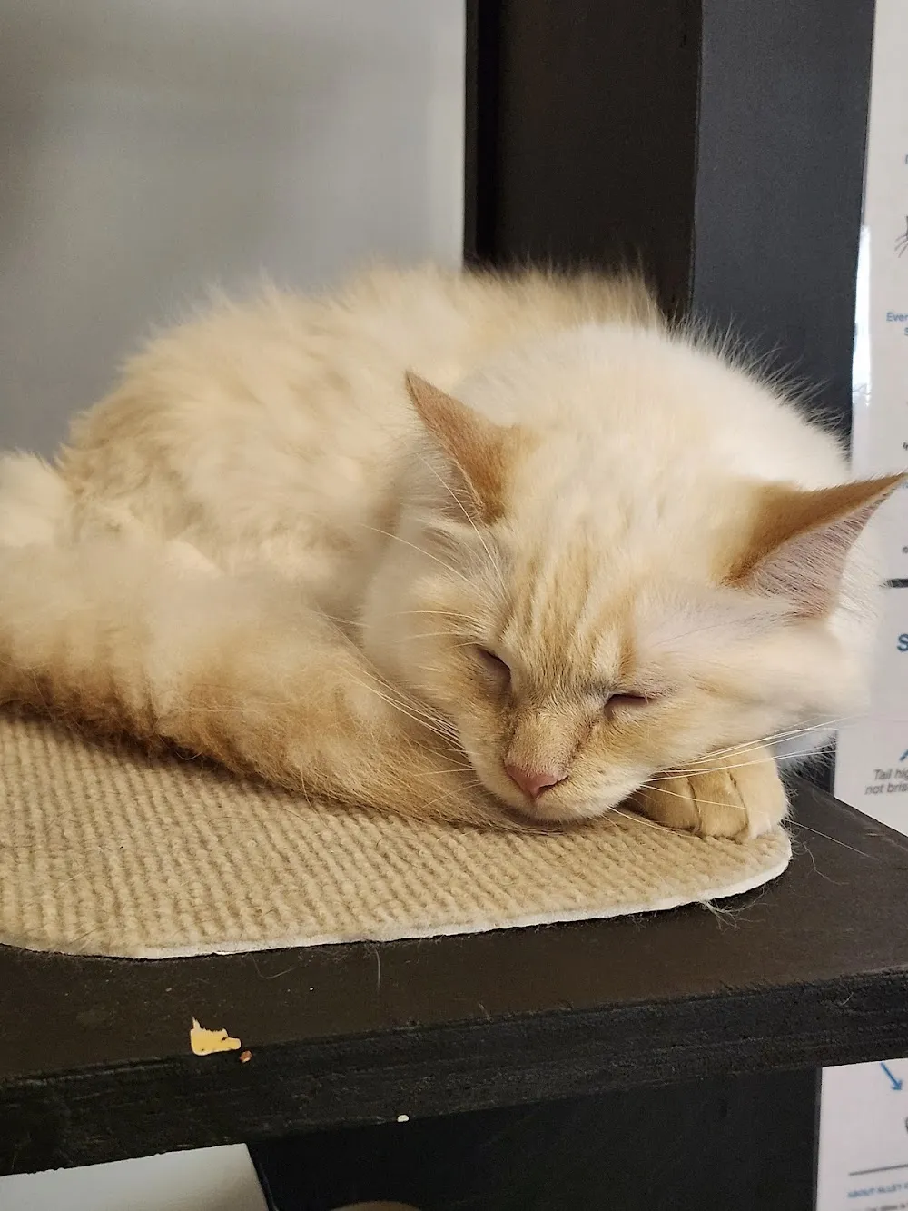 Lazy Cat Lounge, Lowell, MA cat cafe in Lowell - atmosphere