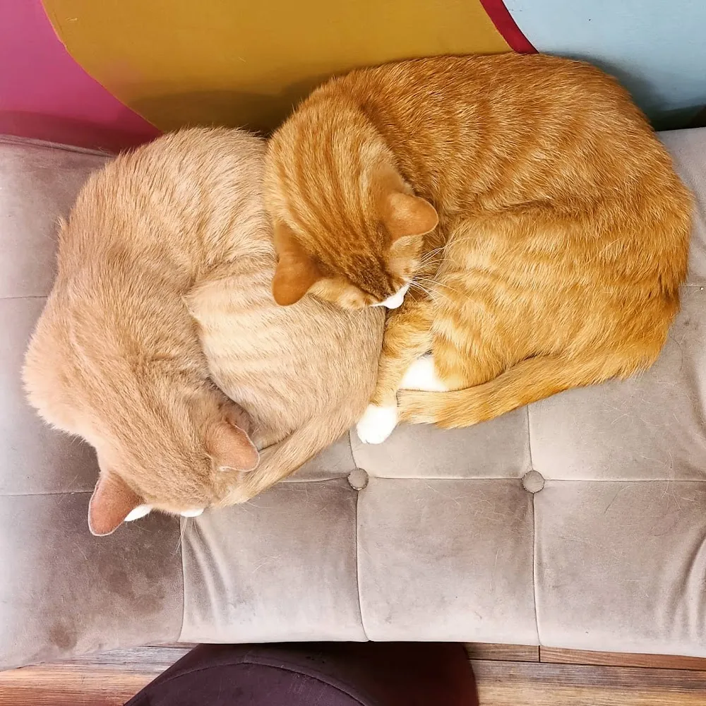 Lazy Cat Lounge cat cafe in Lafayette - cats