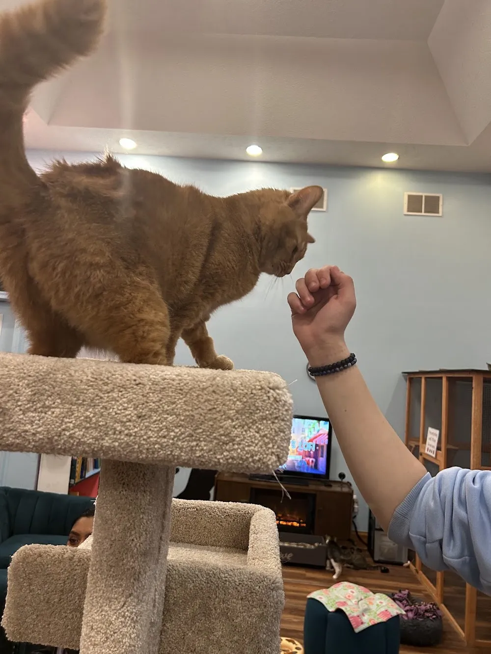 Lazy Cat Lounge cat cafe in Lafayette - atmosphere