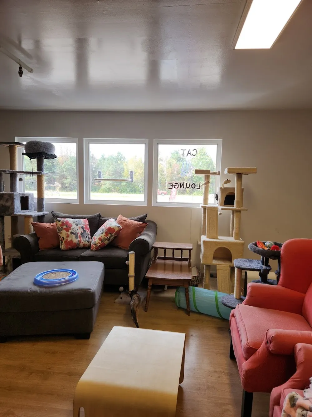 Lazy Cat Lounge cat cafe in Holland - interior