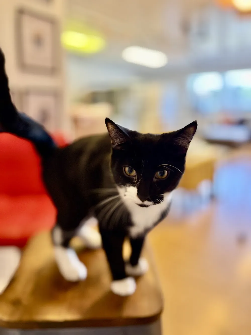 Lazy Cat Lounge cat cafe in Holland - cats