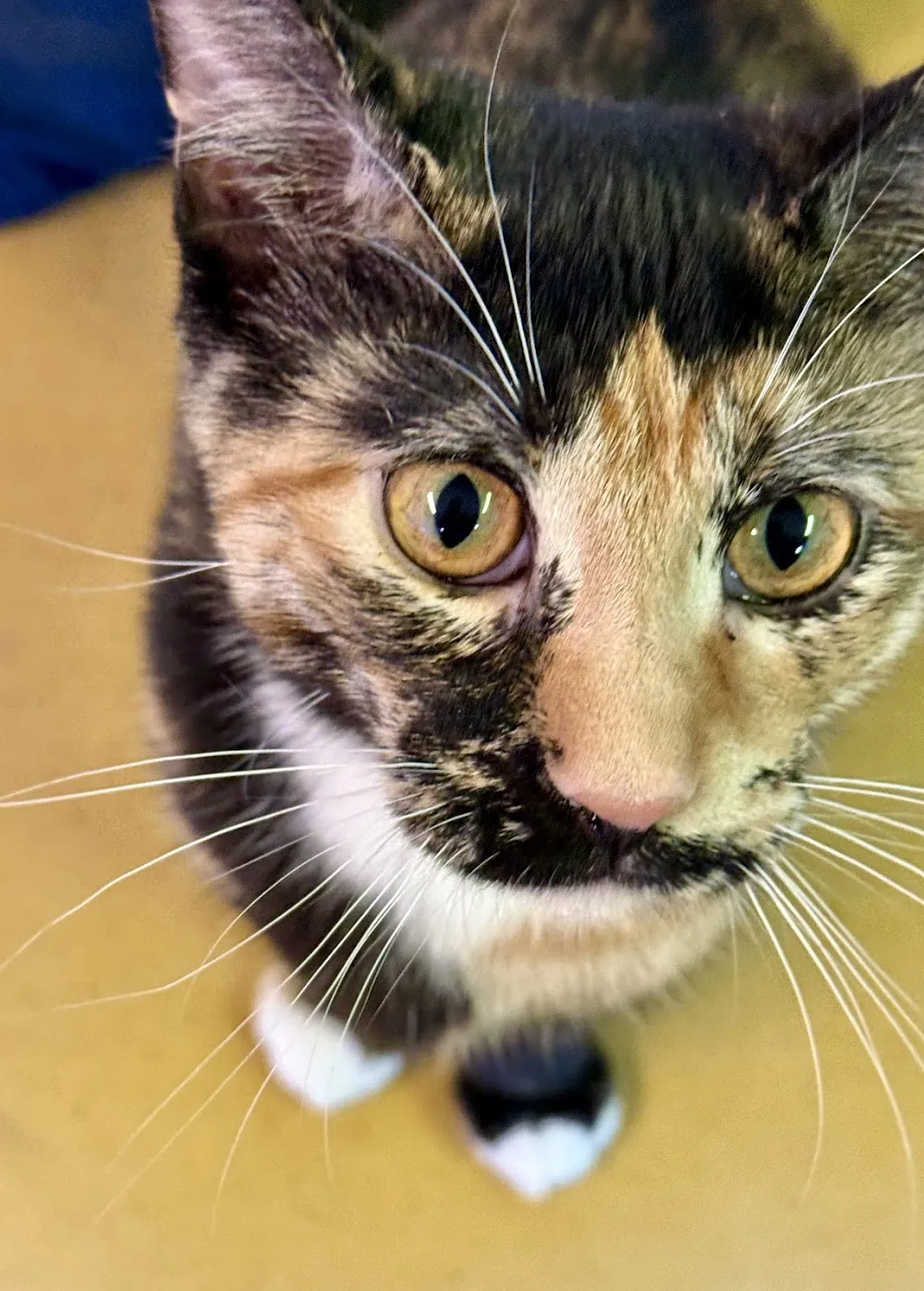 Lazy Cat Lounge cat cafe in Holland - atmosphere