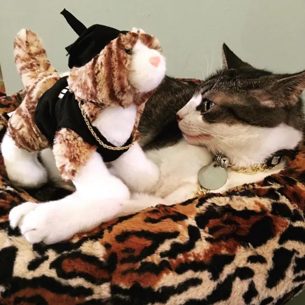 Le Cat Cafe cat cafe in Philadelphia - cats